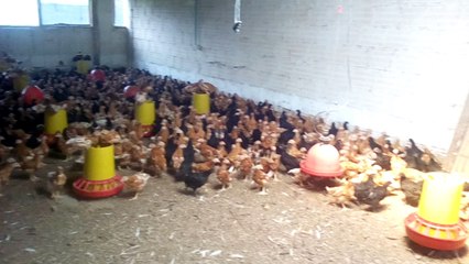 Aves de postura 2