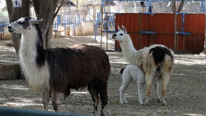 Novos moradores do zoo