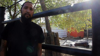 Nacen en México hipopótamo, dos tigres y una llama