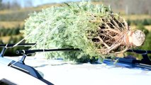 How to safely transport a Christmas tree