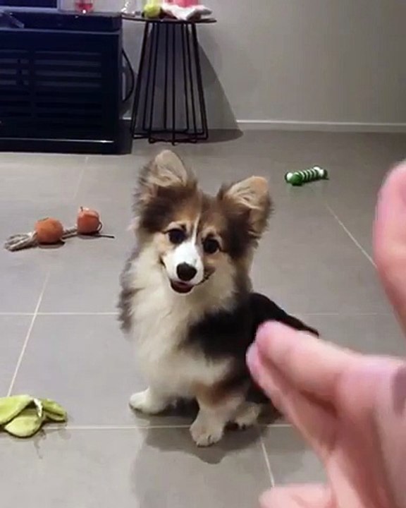Playful Corgi