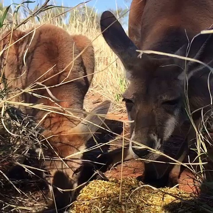 Indi Teaches to Eat