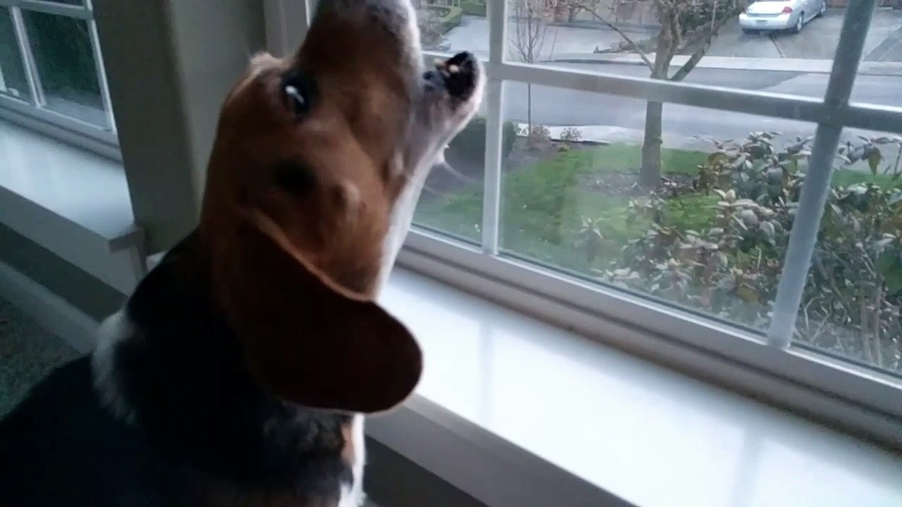 Barking in Slow Motion