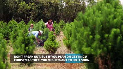 The United States is facing shortage of Christmas trees this year