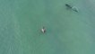 Drone Footage Captures Tiger Shark Roaming Close to Swimmers in Miami