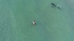 Drone Footage Captures Tiger Shark Roaming Close to Swimmers in Miami