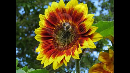 Good Afternoon Wishes...Greetings...Message...मन पुकारे तुझे...Wallpapers..E cards..