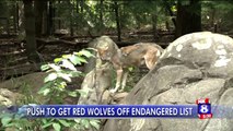 North Carolina Lawmaker Pushing to Remove Red Wolves from Endangered Species List
