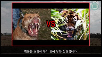 호랑이, 사자 vs 도사견, 핏불 [개가 이길 수 있다고!?] 논란 종결
