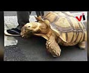 World’s Most Patient Pet Owner Walks His Giant Tortoise Through Streets Of Tokyo