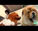 Pet Revenge Chow Chow dog dies at groomer, owner smashes every shop of the franchise - TomoNews