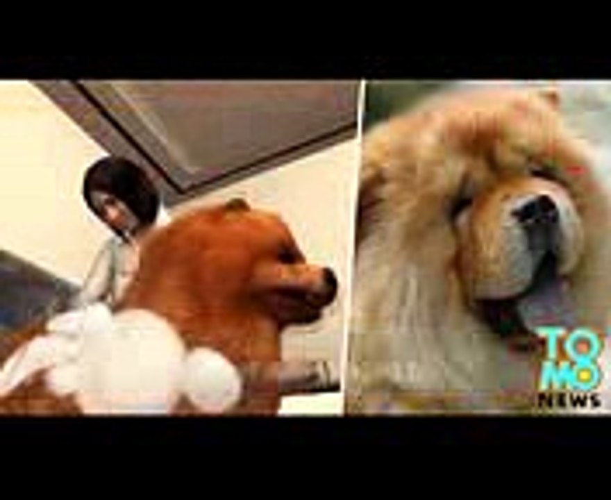 Pet Revenge Chow Chow dog dies at groomer, owner smashes every shop of the franchise - TomoNews