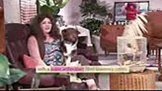 THE LOVING PET OWNER FOOD  The Checkout  ABC1