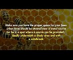 10 Urban BeeKeeping Tips For Beginners