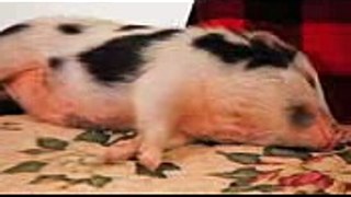 Potbellied Pigs vs. Domestic Pigs  Pet Pigs
