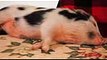 Potbellied Pigs vs. Domestic Pigs  Pet Pigs