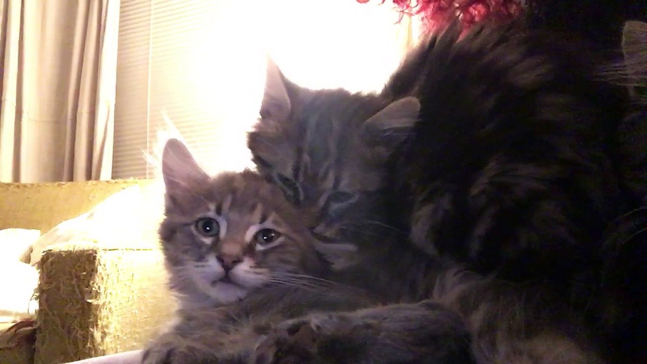 Chrissy tries to get milk from her brother’s ear