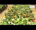 Garden Plants & Flowers - Horticulture & Agriculture show 2016 - hybiz
