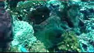 Scuba Diving in Derawan, Indonesia