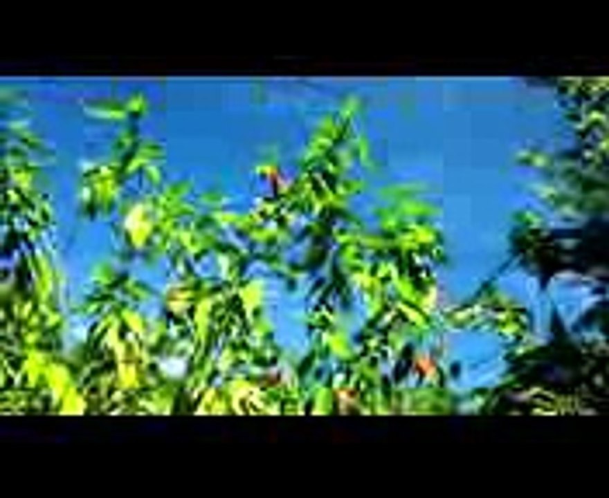 Miami Dade College Landscape and Horticulture Program
