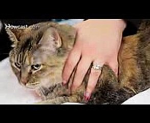 Pros & Cons of Declawing Your Cat  Cat Care