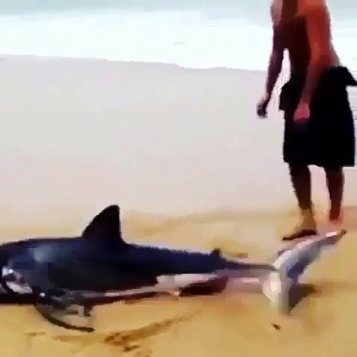 Man pulling shark into water from shore