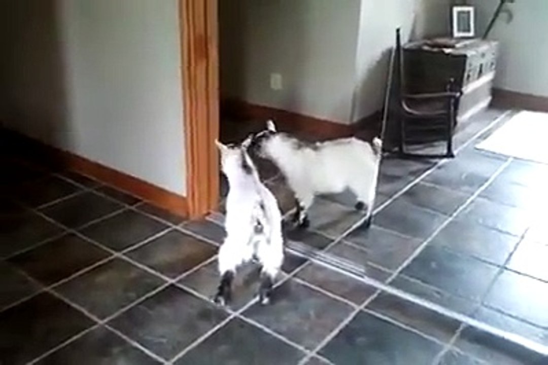 Goat, I hate that guy in the mirror