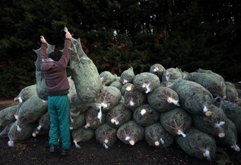 Il n'y a plus d'arbres de Noël aux États-Unis !