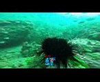 Scuba Diving at Charna Island - Scuba Club
