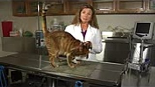 Feline Neutering & Post-Surgery Instructions  Cat Health Care & Behavior (1)
