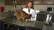 Feline Neutering & Post-Surgery Instructions  Cat Health Care & Behavior (1)