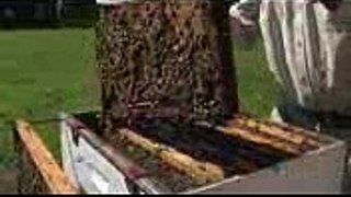 Backyard Beekeeping in NSW