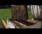 Backyard Beekeeping in NSW