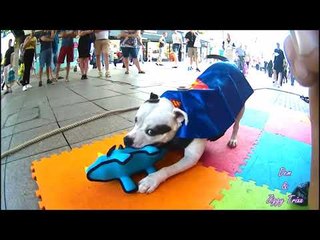 Super Dog Wows Crowd With Street Performance