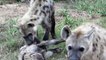 Hyenas chew on tourist vehicle in Kruger Park, South Africa