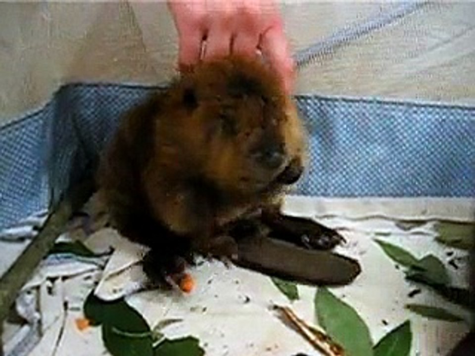 Baby beavers