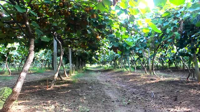 Elmanın Yerini Kivi Aldı Çiftçi Daha Çok Kazandı