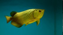 24K Gold Arowana