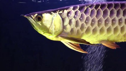 Arowana & Angel Fish