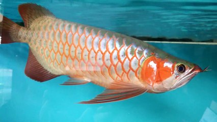 My little Super Red Arowana