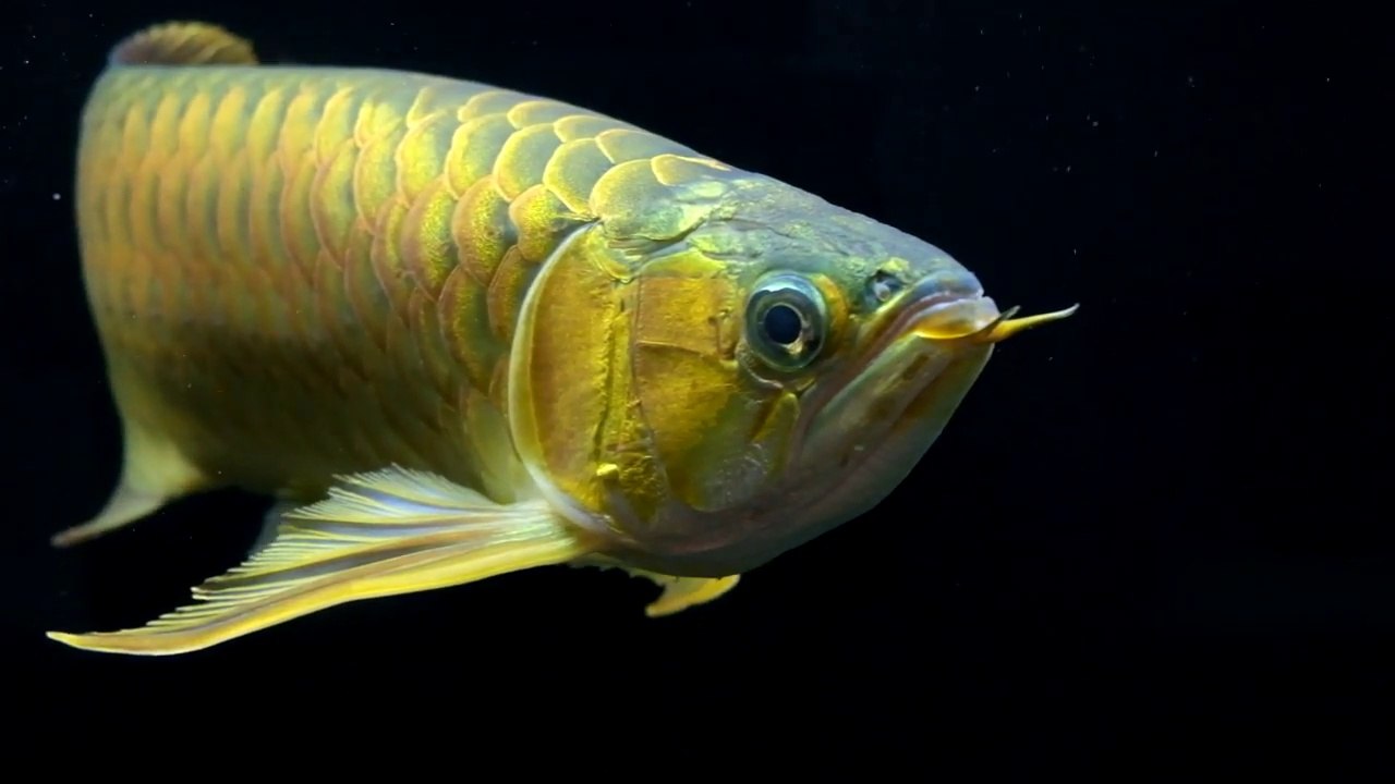Red Arowana fish in white-day-light tank (In Singapore)