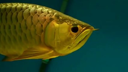 The Most Expensive Arowana in The World