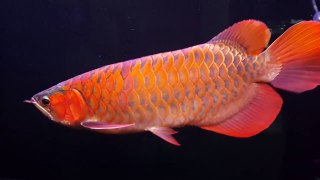 My Super Red Arowana + Parrots in his New Aquarium