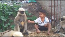 Boy strikes amazing friendship with band of wild monkeys