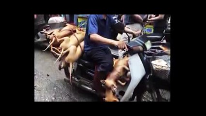 NHÂN QUẢ VAY TRẢ   VAY BAO NHIÊU TRẢ BẤY NHIÊU    XƯA NAY NHÂN QUẢ LUẬT NÀO NỂ AI