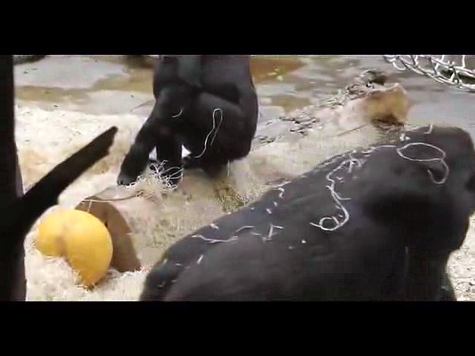 gorilla eats own poop