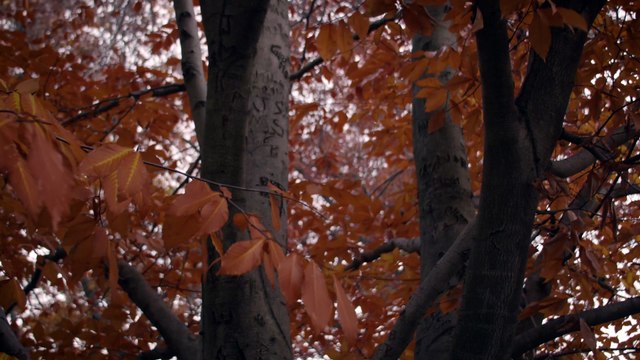 Samsung Gear Fit 2 Pro, Gear Sport Launched in India: Price, Specifications