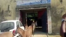 India: Cuatro días de cárcel para ocho burros que comieron flores