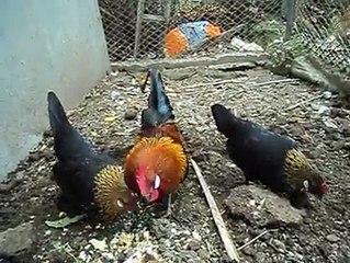 Dutch bantam chickens by Taimoor...