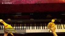 Dancing rubber chickens 'play' song on the piano